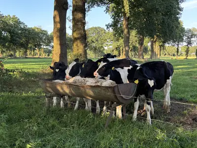 K&auml;lber auf der Weide