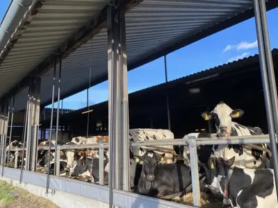 Rinder im Stall