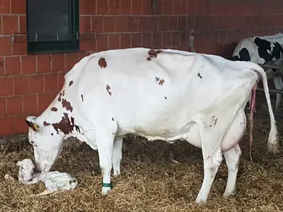 Geburts&uuml;berwachung