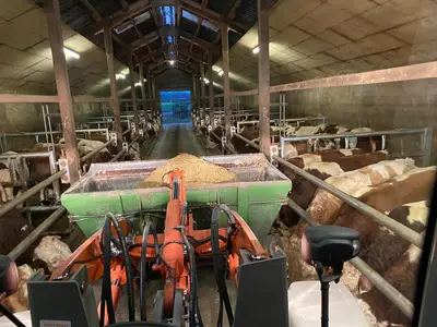 F&uuml;tterung der Bullen