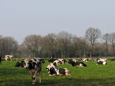 Milchk&uuml;he auf der Weide