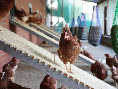 Legehennen in unserem "Wintergarten"