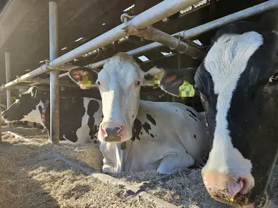 Entspannte K&uuml;he