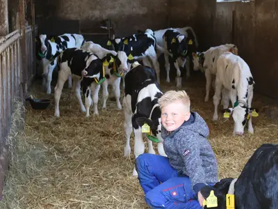 K&auml;lber aufziehen