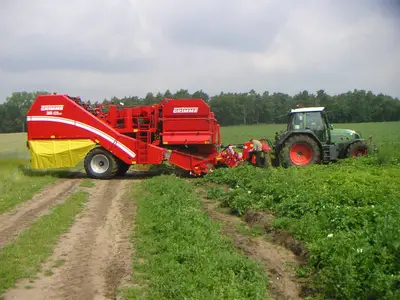 Frühkartoffeln Roden