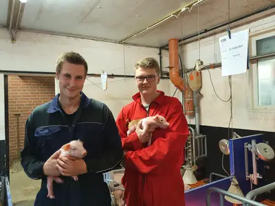 Arbeiten im Sauenstall