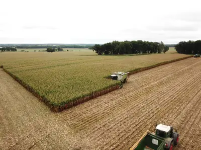 K&ouml;rnermaisernte