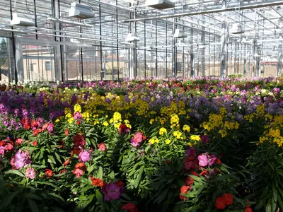 Blick in eine Versuchskabine - ein buntes Bl&uuml;tenmeer an Goldlack (Erysimum)