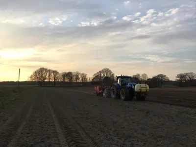 Pflanzen Sonnenuntergang