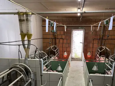Ein Blick in den Abferkelstall