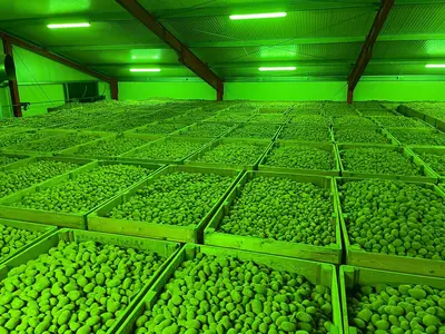 Pflanz- und Speisekartoffeln lagern wir vollst&auml;ndig in Kisten ein