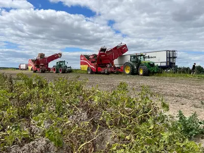 Kartoffelernte mit Unterst&uuml;tzung vom Lohnunternehmer