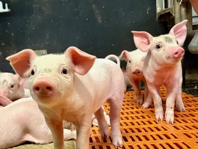 Ferkel in Bewegungsbucht