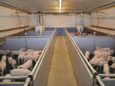 Blick in den Schweinestall