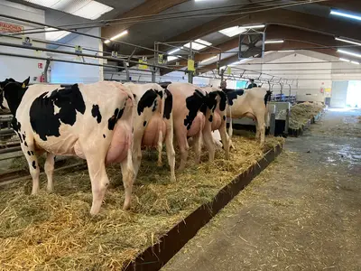 Zuchtrinderauktion Verden