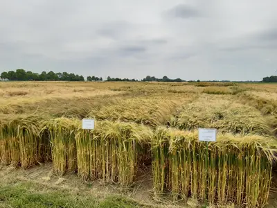 Sortenversuch Wintergerste im Juni