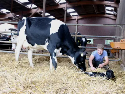 Neugeborenes Kalb im Abkalbestall