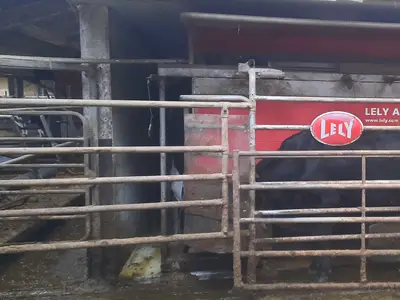 Einer von Zwei A4 Lely Melkroboter