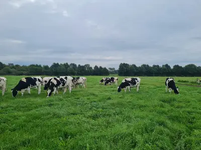 die tragenden Rinder...