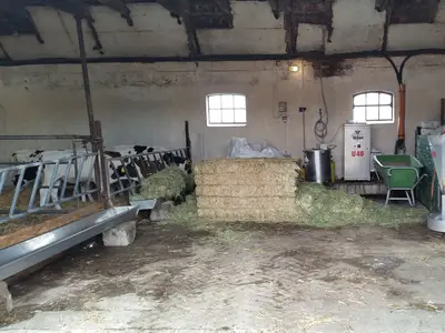 K&auml;lber in der Gruppenhaltung