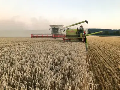 Getreideernte nach historischem Vorbild