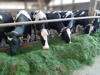 Frischgras vom Futtertisch