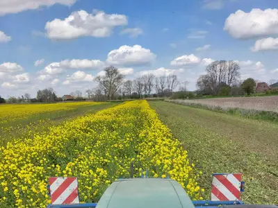 Zwischenfrüchte