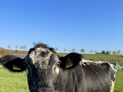 Eine unserer &auml;ltesten K&uuml;he