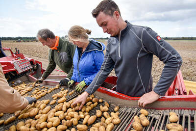 Kartoffel sortieren bei der Ernte