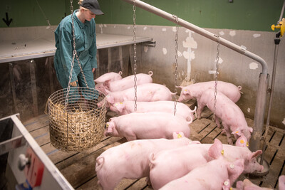 Schweine in der LWK-Versuchsstation Wehnen